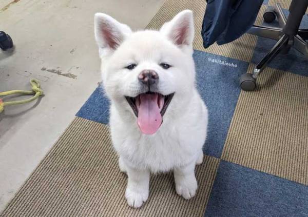 秋田犬がいる職場　仕事をするスタッフの横に？　「遊ぶしかない」「この笑顔、優勝」