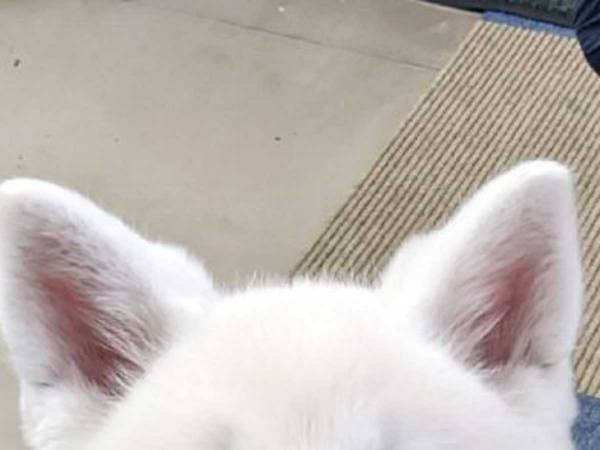 秋田犬がいる職場　仕事をするスタッフの横に？　「遊ぶしかない」「この笑顔、優勝」