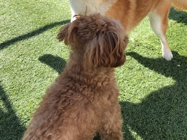 トイプードルに『感情むき出し』な柴犬　写真に「吹いた」「すごい顔！」