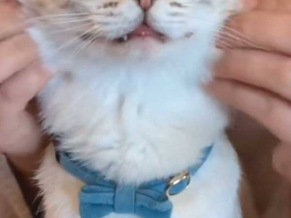 元野良猫が完全に気を許した瞬間の動画に「幸せな気持ちになる」「これは優勝」