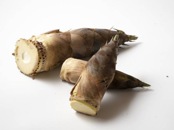 これで基本はばっちり！　「タケノコのあく抜き方法」を東京ガス運営メディアが解説