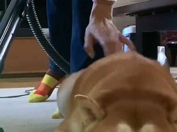柴犬の『強い意志』に、爆笑！　掃除機をかけると…「絶対わざと」「貫禄ある」