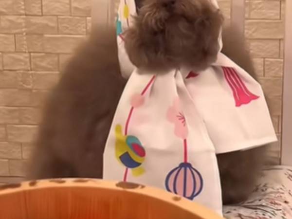 手ぬぐいを買った！　愛犬が被った姿に「なんで？」「野菜くれるタイプ」