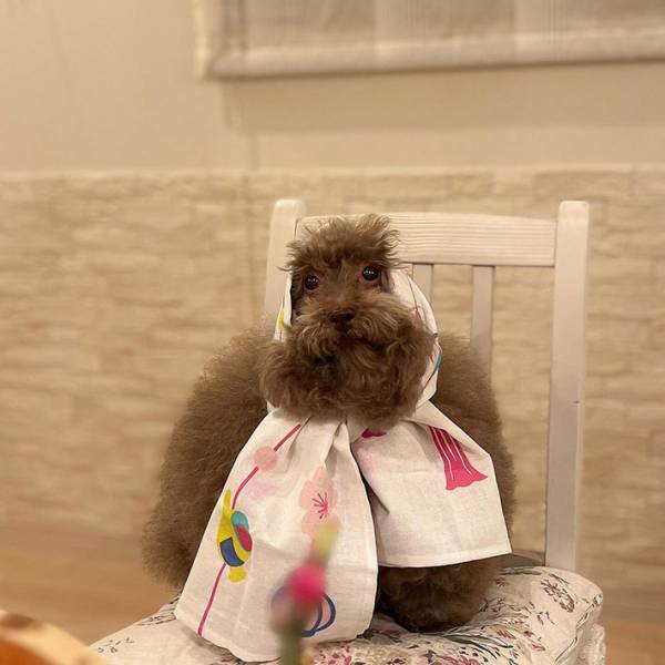 手ぬぐいを買った！　愛犬が被った姿に「なんで？」「野菜くれるタイプ」