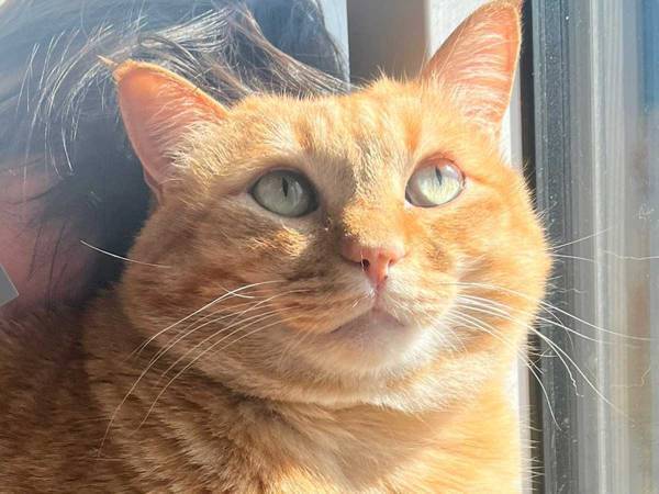 背中で寝てしまった幼児に猫は？　「なんて優しい」「まんざらでもない顔」