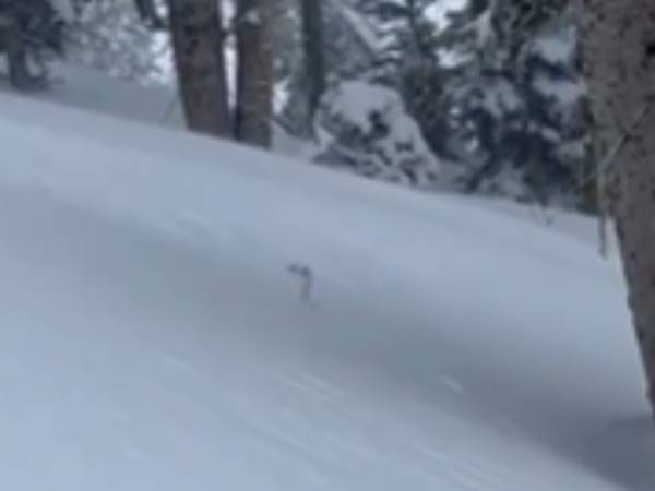 あれは何だ？　雪の中からひょっこり顔を出した『珍しい動物』に大興奮！