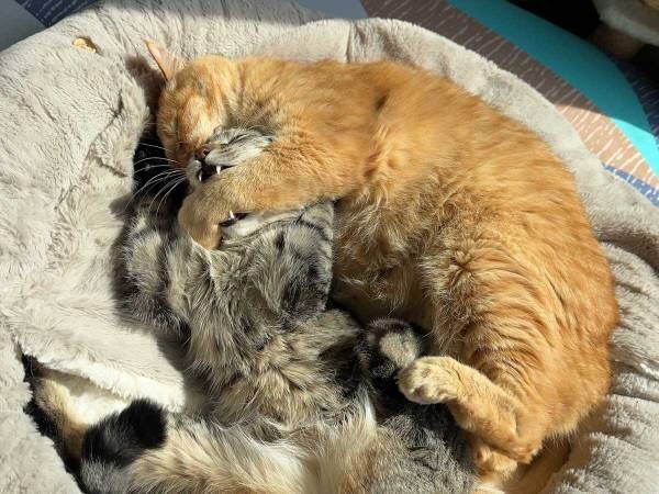 「は、離せぇえ」　寝ぼけた猫に抱き枕にされて？　「最高に面白い１枚」