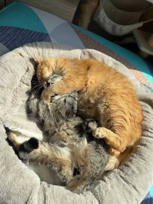 「は、離せぇえ」　寝ぼけた猫に抱き枕にされて？　「最高に面白い１枚」