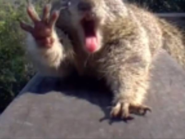 冬眠から醒めたリス　カメラに向かって大きく『アレ』をする姿に「笑った」