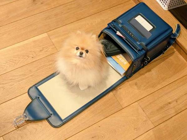 ランドセルに乗った『ふわっふわの１年生』　写真に「隠して連れてきたい」