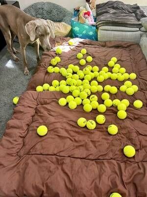 犬とテニスボールの写真