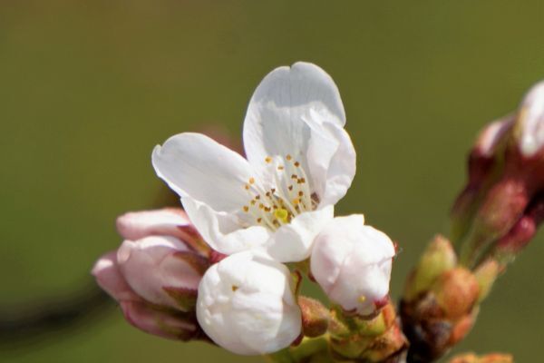 疑問「桜の開花日って何部咲きの状態？」　気象庁に尋ねてみると意外な回答が