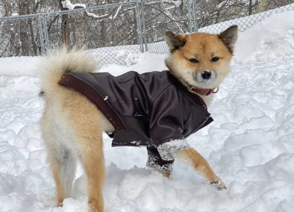 雪の中遊ぶポメ柴　近寄って来た犬を見て…「！！？」「表情に吹いた」