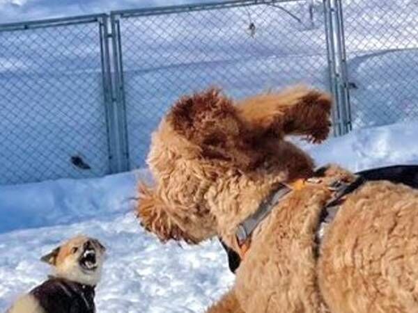 雪の中遊ぶポメ柴　近寄って来た犬を見て…「！！？」「表情に吹いた」