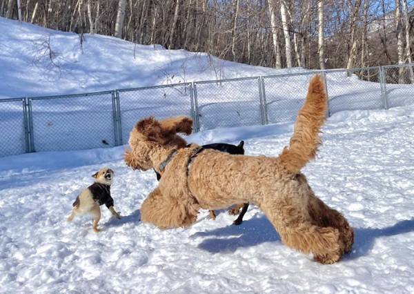 雪の中遊ぶポメ柴　近寄って来た犬を見て…「！！？」「表情に吹いた」