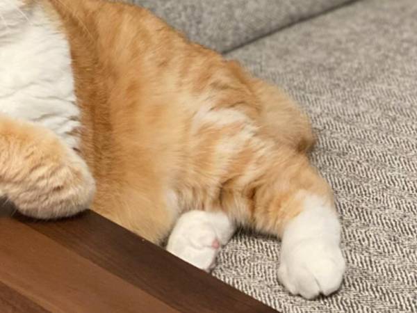 悩みを解決しそうな猫の写真がコチラ！「予約したい！」「頼りになる」
