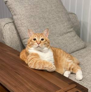 悩みを解決しそうな猫の写真がコチラ！「予約したい！」「頼りになる」