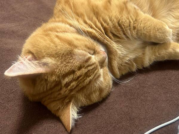 「バタンキューしようと思ったら…」　目の前の光景に「フォルムがたまらん」「電池切れ？」