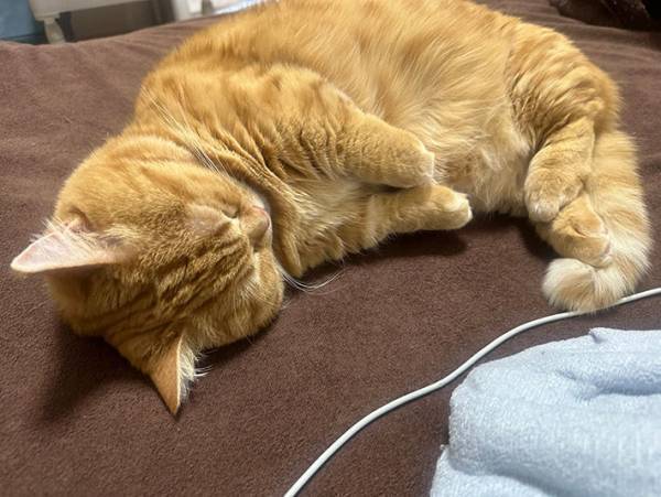 「バタンキューしようと思ったら…」　目の前の光景に「フォルムがたまらん」「電池切れ？」