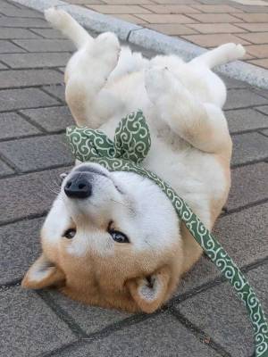 散歩中の柴犬が「家に入らないみたいです」　写真に「爆笑した」「幸せそう」