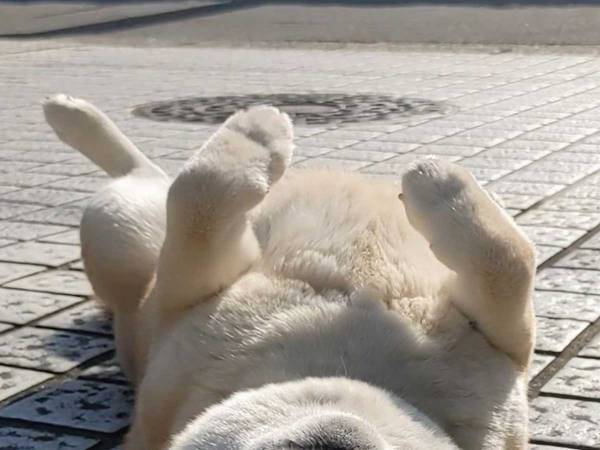 散歩中の柴犬が「家に入らないみたいです」　写真に「爆笑した」「幸せそう」