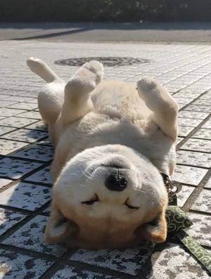 散歩中の柴犬が「家に入らないみたいです」　写真に「爆笑した」「幸せそう」