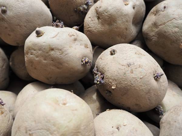 処理が面倒なジャガイモの芽　成長を抑える方法に「置き場所変えます」