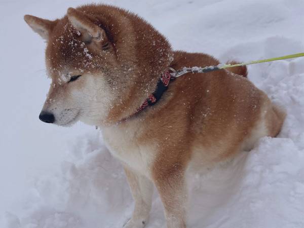 目を細めてつまらなそうにする柴犬　元気がない…と思いきや？