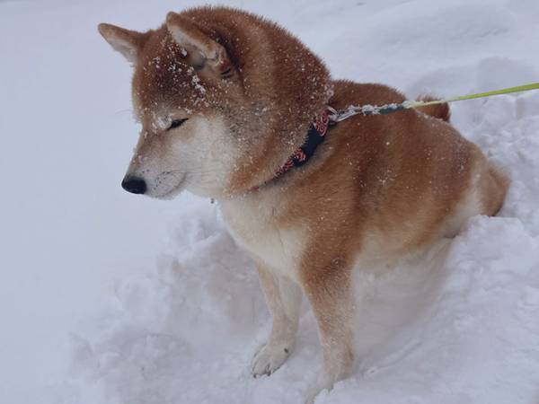 目を細めてつまらなそうにする柴犬　元気がない…と思いきや？