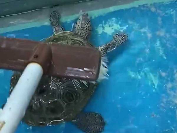 飼育員に甲羅を洗われるカメ　意外なリアクションに「想像を超えた！」