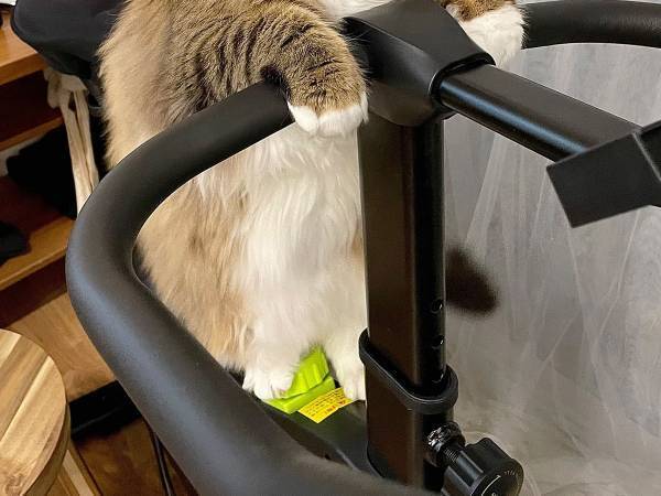 ニャイザップ！？　アレにのる猫の姿に「トトロみたい」「貫禄たっぷり」