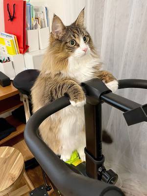 ニャイザップ！？　アレにのる猫の姿に「トトロみたい」「貫禄たっぷり」