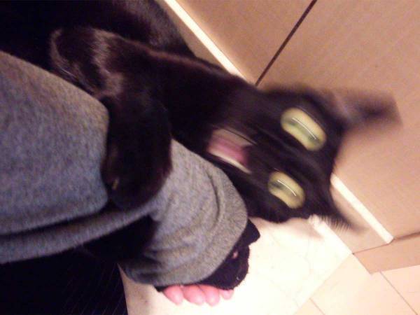 「みんな猫と戦いながら暮らしている」と思ってた飼い主　その理由が？