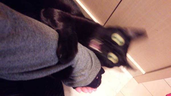 「みんな猫と戦いながら暮らしている」と思ってた飼い主　その理由が？