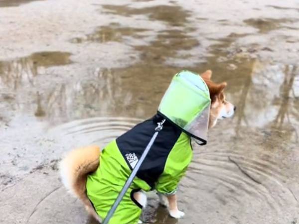 水たまりの上で止まった柴犬　すると、次の瞬間…？