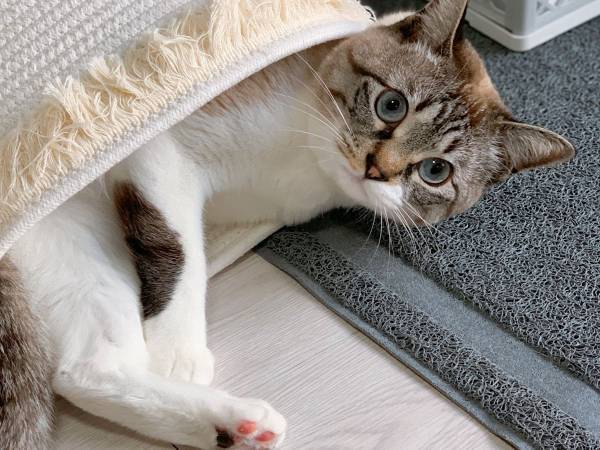 「さすがにそれは無理なのでは」　飼い主がツッコんだ猫の姿がコチラ
