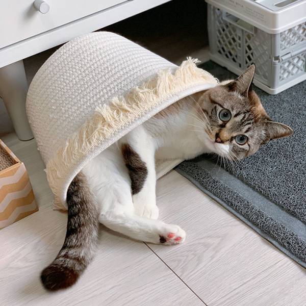 「さすがにそれは無理なのでは」　飼い主がツッコんだ猫の姿がコチラ