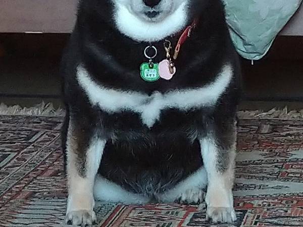 『貫禄がありすぎる』柴犬　写真に「迫力がすごい！「ご利益ありそう」