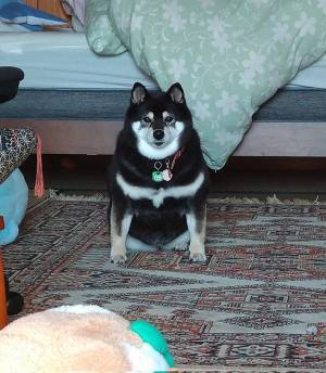 『貫禄がありすぎる』柴犬　写真に「迫力がすごい！「ご利益ありそう」