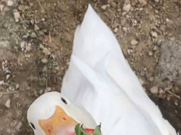 イチゴをくわえるアヒル　その姿はまるで？　「かわいさ１００点」