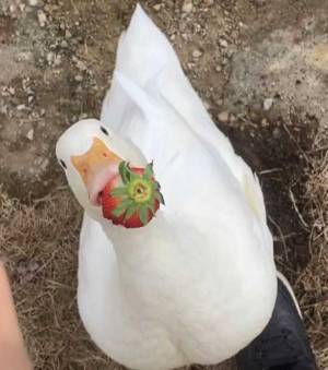 イチゴをくわえるアヒル　その姿はまるで？　「かわいさ１００点」