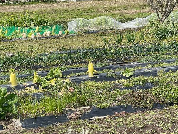 畑で見たある野菜　「遭遇したくない」と声が上がったワケが？