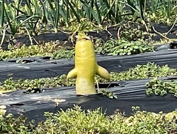 畑で見たある野菜　「遭遇したくない」と声が上がったワケが？