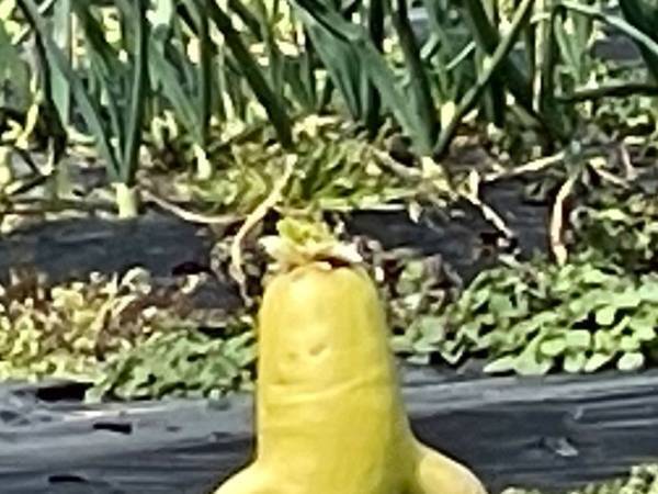 畑で見たある野菜　「遭遇したくない」と声が上がったワケが？