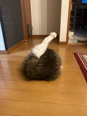 「アカン吹いた」「確かにそう見える」　毛づくろい中の猫の姿が？