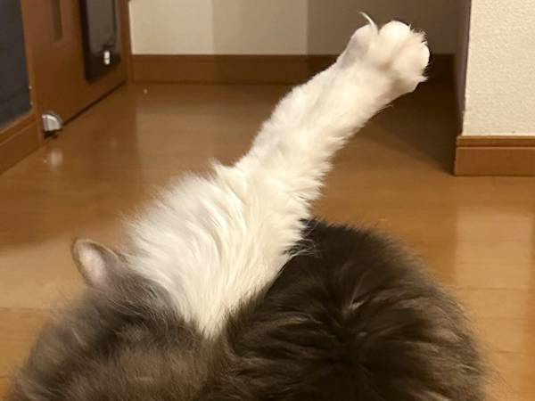 「アカン吹いた」「確かにそう見える」　毛づくろい中の猫の姿が？
