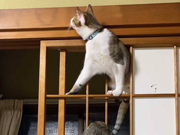 部屋の障子に集まる猫２匹　とった行動に、飼い主「何の訓練だよ」