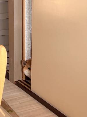 ご飯を作る飼い主が感じた視線　ドアのほうに目を向けると…