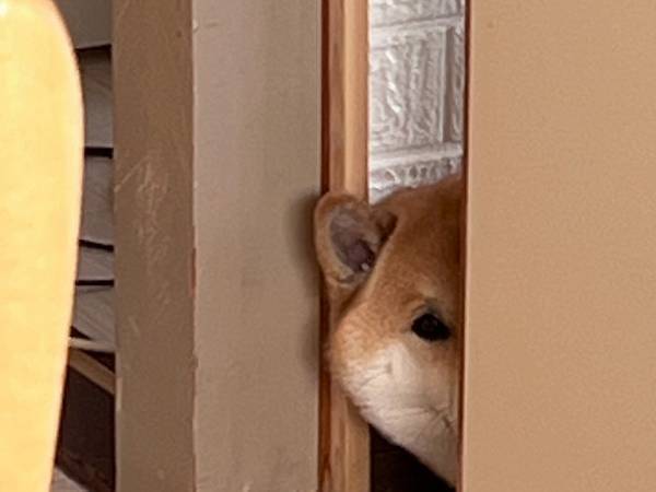 ご飯を作る飼い主が感じた視線　ドアのほうに目を向けると…