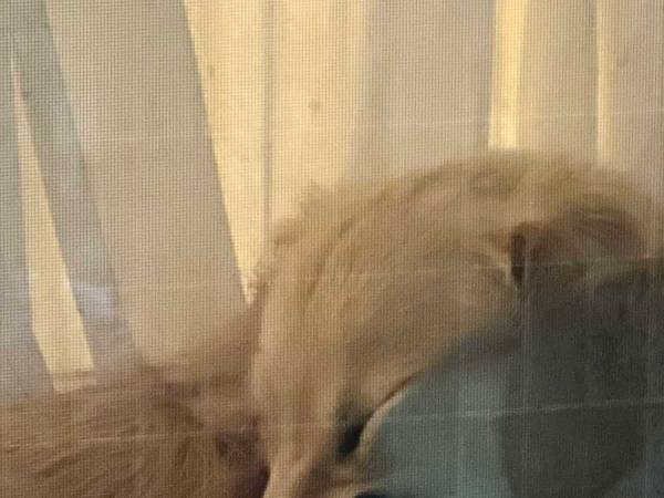 「見たことのない顔になっていた」　ゴールデンレトリバーの表情に「腹を抱えて笑った」